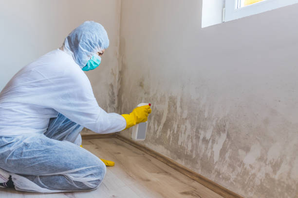 Licensed Attic Mold Remediation service in Canton, MA - Car Mold Remediation