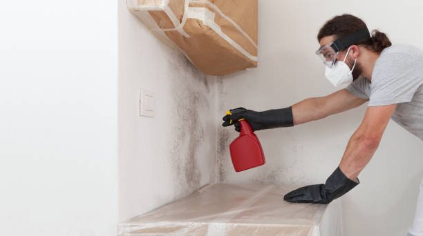 Professional Attic Mold Remediation technician working in Canton, MA