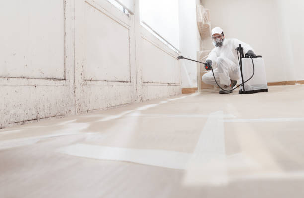 24/7 Emergency Attic Mold Remediation experts in Canton, MA