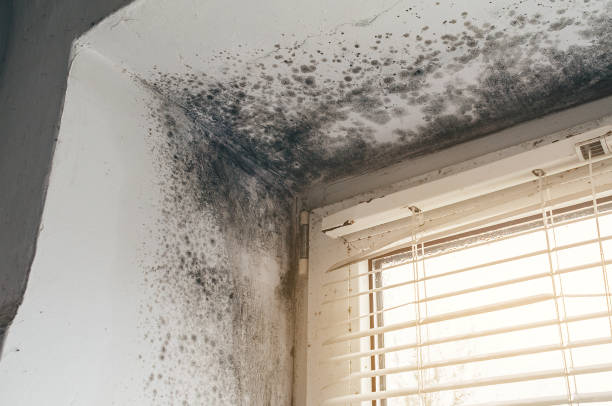 Affordable Attic Mold Remediation solutions in Canton, MA